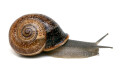 Otala punctata Montserrat, Spain adult